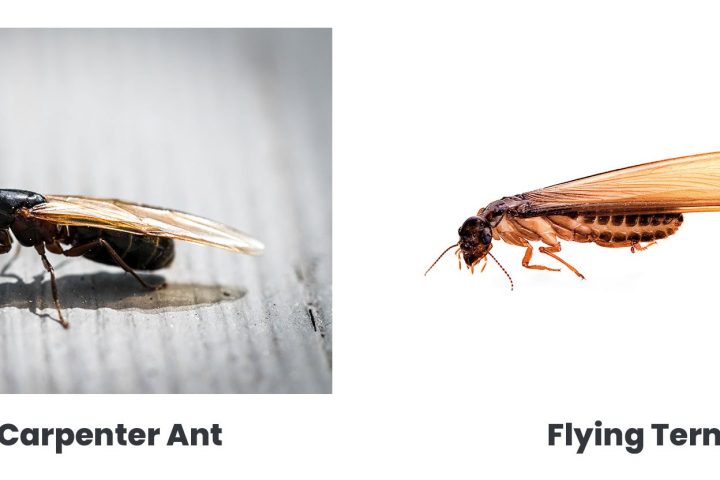 Termites vs. Ants: How to Tell the Difference (and Why It Matters)