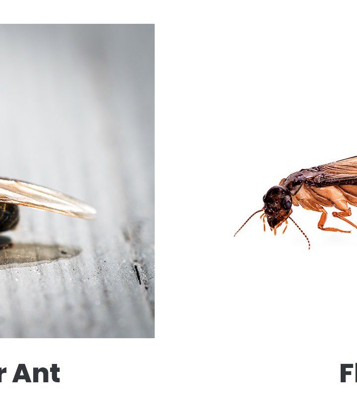 Termites vs. Ants: How to Tell the Difference (and Why It Matters)