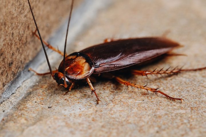 Why That Slight Musty Smell Could Be from Cockroach Feces