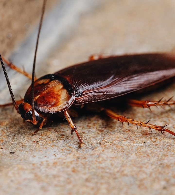 Why That Slight Musty Smell Could Be from Cockroach Feces
