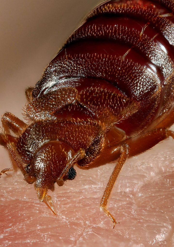 Should Homeowners in St. Louis Be Worried About Bed Bugs?