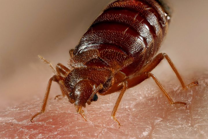 Should Homeowners in St. Louis Be Worried About Bed Bugs?