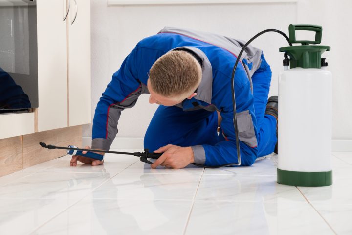 Termites, Spiders, and More: Pest Control Needs Across Rockwall’s Neighborhoods