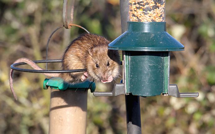 Connection Between Burke’s Bird Feeders and Rising Rodent Sightings